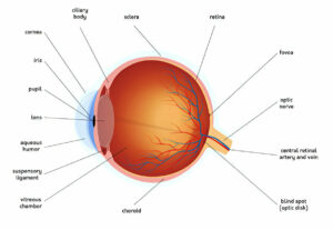 Eye Damage Caused by Diabetes, High Cholesterol and an Overactive Thyroid