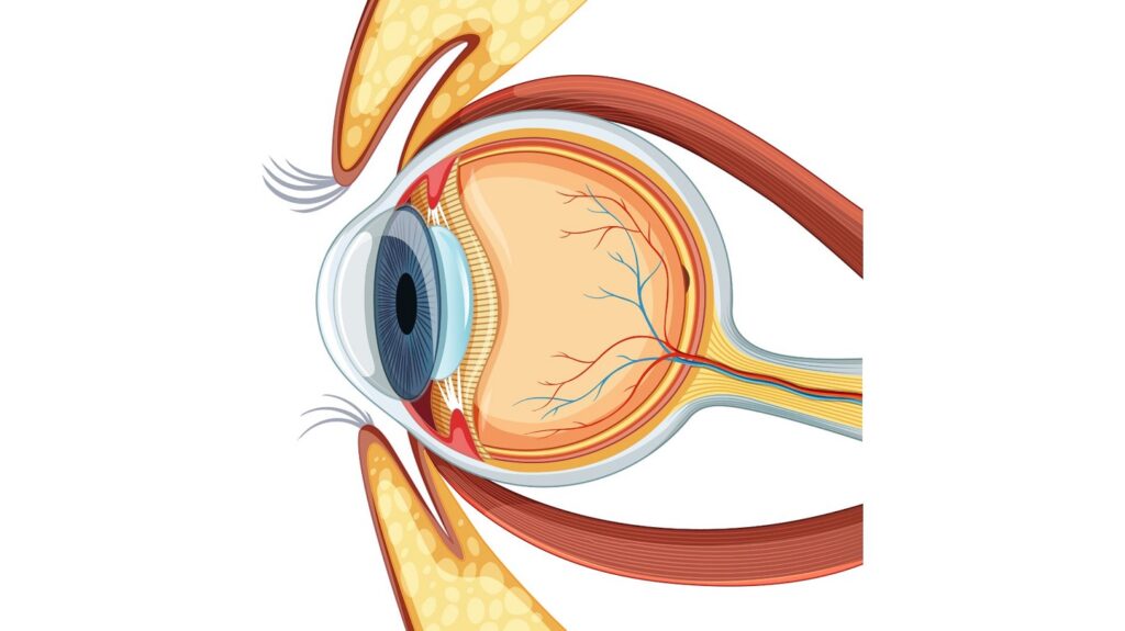 Eye Disease Trachoma
