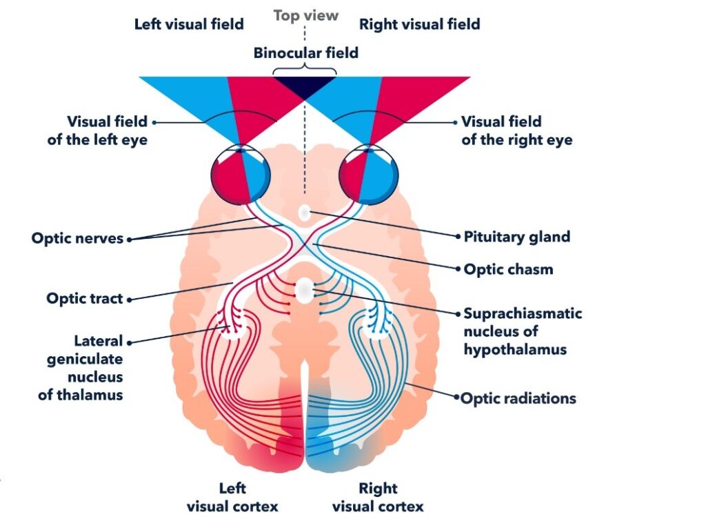 Charles Bonnet Syndrome: Understanding Visual Hallucinations from Macular Degeneration 3 image